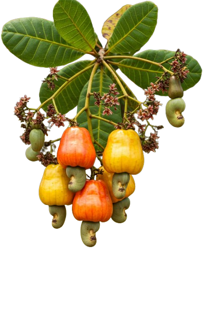 Elife Royal Enterprise Sampa Bono