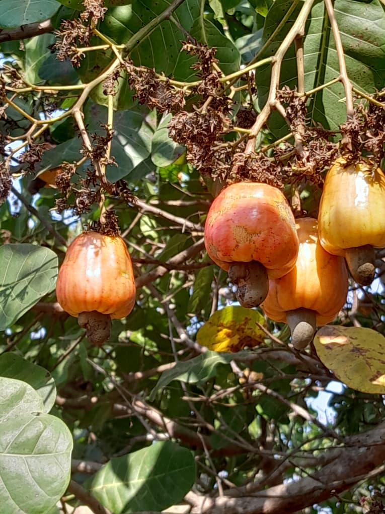 Elife Royal Enterprise